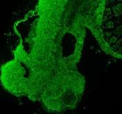 Zebrafish FOXA1 Antibody Embryo IF. Immunofluorescent staining of paraffin-embedded zebrafish embryo tissue using Zebrafish FOXA1 Antibody / Forkhead Box A1 Antibody demonstrates strong green fluorescence throughout developing embryonic tissue structures. The staining pattern is consistent with expression of FOXA1, a forkhead family transcription factor that functions as a pioneer regulator of chromatin accessibility and developmental gene expression. FOXA1 plays important roles in embryonic patterning, endoderm development, organogenesis, and tissue-specific differentiation. The observed staining highlights regions of active developmental regulation within the embryo, supporting the importance of FOXA1 during early tissue formation and maturation. Heat-mediated antigen retrieval was performed in EDTA buffer. Sections were blocked with 10% goat serum and incubated overnight at 4Â°C with 5 Âµg/ml primary antibody, followed by DyLight 488-conjugated goat anti-rabbit IgG secondary antibody at 1:500 dilution for 30 minutes at 37Â°C.