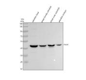 Zebrafish FOXA1 Antibody Western Blot. Western blot analysis of zebrafish head tissue lysate (lane 1), whole female zebrafish tissue lysate (lane 2), whole male zebrafish tissue lysate (lane 3), and zebrafish embryo tissue lysate (lane 4) using Zebrafish FOXA1 Antibody / Forkhead Box A1 Antibody demonstrates a distinct band at approximately 46 kDa, consistent with the expected molecular weight of FOXA1. FOXA1 is a forkhead family transcription factor and pioneer regulator that facilitates chromatin accessibility and controls gene expression programs involved in embryonic development, organogenesis, endoderm specification, and tissue differentiation. Detection of the expected molecular weight band in both adult and embryonic zebrafish samples supports the broad developmental role of FOXA1 and its utility as a marker of transcriptional regulation during tissue formation and maturation. Electrophoresis was performed using a 10% SDS-PAGE gel under reducing conditions with 30 Âµg of protein loaded per lane. Signal was visualized using HRP-conjugated secondary antibody and ECL detection.