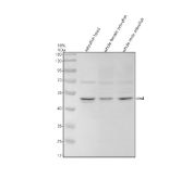 Zebrafish DND Antibody WB. Western blot analysis of zebrafish head tissue lysate (lane 1), whole female zebrafish tissue lysate (lane 2), and whole male zebrafish tissue lysate (lane 3) using Zebrafish DND Antibody / Dead End Protein Homolog 1 Antibody demonstrates a prominent immunoreactive band at approximately 46-50 kDa, consistent with the predicted molecular weight of DND. DND (Dead End) is an RNA-binding protein that plays a critical role in primordial germ cell development, migration, survival, and maintenance. As an essential regulator of germline specification and reproductive development, DND is widely studied in zebrafish developmental biology and germ cell research. Thirty micrograms of protein lysate were resolved under reducing conditions on a 10% SDS-PAGE gel and transferred to nitrocellulose prior to immunodetection. The observed bands support detection of zebrafish DND by western blot analysis.