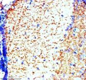 Zebrafish DUSP6 Antibody Brain IHC. Immunohistochemical staining of paraffin-embedded zebrafish brain tissue using Zebrafish DUSP6 Antibody / Dual Specificity Phosphatase 6 Antibody demonstrates widespread cytoplasmic HRP-DAB brown staining throughout neural tissue. The staining pattern is consistent with expression of DUSP6, a dual-specificity phosphatase that functions as a key negative regulator of ERK/MAPK signaling pathways. DUSP6 modulates growth factor-dependent signaling responses by dephosphorylating activated ERK proteins, thereby helping control signaling intensity, cellular differentiation, and tissue homeostasis. The observed expression within neural tissue is consistent with the importance of regulated MAPK signaling during nervous system development and maintenance. Heat-mediated antigen retrieval was performed in EDTA buffer. Sections were blocked with 10% goat serum and incubated overnight at 4Â°C with 2 Âµg/ml primary antibody, followed by peroxidase-conjugated goat anti-rabbit IgG for 30 minutes at 37Â°C. DAB was used as the chromogenic substrate.