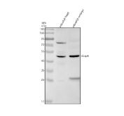 Zebrafish DUSP6 Antibody WB. Western blot analysis of zebrafish head tissue lysate (lane 1) and zebrafish embryo tissue lysate (lane 2) using Zebrafish DUSP6 Antibody / Dual Specificity Protein Phosphatase 6 Antibody demonstrates a prominent immunoreactive band at approximately 42-45 kDa, consistent with the predicted molecular weight of DUSP6. DUSP6, also known as MKP-3, is a dual-specificity phosphatase that negatively regulates MAPK/ERK signaling and plays important roles in embryonic development, cell differentiation, tissue patterning, and growth factor-mediated signaling pathways. DUSP6 expression is widely studied in zebrafish developmental biology due to its involvement in FGF and ERK pathway regulation. Thirty micrograms of protein lysate were resolved under reducing conditions on a 10% SDS-PAGE gel and transferred to nitrocellulose prior to immunodetection. The observed bands support detection of zebrafish DUSP6 by western blot analysis.