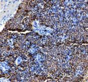 Zebrafish SLC4A1 Antibody Spleen IHC. Immunohistochemical staining of paraffin-embedded zebrafish spleen tissue using Zebrafish SLC4A1 Antibody / SLC4A1A Antibody demonstrates strong HRP-DAB brown staining throughout erythrocyte-rich cellular populations within splenic tissue. The staining pattern is consistent with expression of SLC4A1A, the zebrafish ortholog of human SLC4A1 (Band 3/AE1), a chloride/bicarbonate exchanger that plays a critical role in erythrocyte membrane function, carbon dioxide transport, and acid-base regulation. SLC4A1A is highly associated with erythroid cells and contributes to maintenance of red blood cell membrane integrity and physiologic ion transport. The prominent splenic staining is consistent with the role of the spleen as a major hematopoietic and blood cell-associated organ in teleost fish. Heat-mediated antigen retrieval was performed in EDTA buffer prior to overnight primary antibody incubation and HRP-DAB visualization.