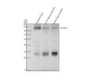 Zebrafish SLC4A1 Antibody WB. Western blot analysis of zebrafish head tissue lysate (lane 1), whole female zebrafish tissue lysate (lane 2), and whole male zebrafish tissue lysate (lane 3) using Zebrafish SLC4A1 Antibody / SLC4A1A Antibody demonstrates a prominent band at approximately 101 kDa, consistent with the expected molecular weight of full-length SLC4A1A. SLC4A1A is the zebrafish ortholog of human SLC4A1, a chloride/bicarbonate exchanger also known as Anion Exchange Protein 1 (AE1) or Band 3. This erythrocyte-associated membrane protein plays a critical role in carbon dioxide transport, acid-base regulation, and maintenance of cellular ionic balance through bicarbonate and chloride exchange across the plasma membrane. Detection of SLC4A1A in multiple zebrafish tissue preparations is consistent with its established role in erythroid cell physiology, membrane transport, and hematopoietic function. Additional lower molecular weight bands are observed between approximately 28-35 kDa and may represent processed or proteolytically cleaved SLC4A1A species, which have been reported for Band 3 family proteins, or other factors influencing electrophoretic migration. Electrophoresis was performed on a 10% SDS-PAGE gel under reducing conditions with 30 Âµg of protein loaded per lane, followed by nitrocellulose transfer and HRP-ECL detection.