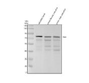 Zebrafish MX1 Antibody Antiviral Response WB. Western blot analysis of zebrafish head tissue lysate (lane 1), whole female zebrafish tissue lysate (lane 2), and whole male zebrafish tissue lysate (lane 3) using Zebrafish MX1 Antibody / MXA Antibody demonstrates a prominent band at approximately 73 kDa, consistent with the expected molecular weight of MXA. MXA is an interferon-inducible dynamin-like GTPase and a functional zebrafish ortholog of mammalian MX1 that plays a central role in innate antiviral immunity. Members of the Mx protein family are induced by interferon signaling and contribute to host defense by restricting viral replication and supporting antiviral response pathways. Additional lower molecular weight bands are observed in some tissue lysates and may represent processed protein species, alternative forms, or other factors influencing electrophoretic migration. Detection of MXA across multiple zebrafish tissue preparations is consistent with its role in innate immune regulation and antiviral defense mechanisms. Electrophoresis was performed on a 10% SDS-PAGE gel under reducing conditions with 30 Âµg of protein loaded per lane, followed by nitrocellulose transfer and HRP-ECL detection.