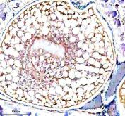 Zebrafish PIWIL1 Antibody Ovary IHC. Immunohistochemistry staining of paraffin-embedded zebrafish ovary tissue using Zebrafish PIWIL1 Antibody / Piwi-like Protein 1 Antibody demonstrates cytoplasmic HRP-DAB brown staining within ovarian germ cell-associated compartments. The staining pattern is consistent with expression of PIWIL1 (Ziwi), a germline-specific PIWI family protein that regulates piRNA-mediated gene silencing, transposon suppression, genome integrity, and germ cell maintenance. PIWIL1 is an established marker of germline development and reproductive biology in zebrafish and plays a critical role in oogenesis and long-term preservation of germ cell populations. HIER was performed using EDTA buffer. Tissue sections were blocked with 10% goat serum and incubated with primary antibody at 2 ug/ml overnight at 4Â°C prior to detection with HRP-conjugated secondary antibody and DAB chromogen.