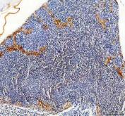Zebrafish HSP90AA1 Antibody Cardiac Tissue IHC. Immunohistochemical analysis of paraffin-embedded zebrafish cardiac tissue using Zebrafish HSP90AA1 Antibody demonstrates cytoplasmic HRP-DAB brown staining within cells and tissue structures of the heart region. HSP90AA1 is a molecular chaperone involved in protein folding, stress responses, signal transduction, and maintenance of cellular proteostasis. Positive staining is observed in cardiac-associated tissue containing abundant blood cells, consistent with the widespread expression of HSP90AA1 in metabolically active vertebrate tissues. Heat-induced antigen retrieval was performed in EDTA buffer prior to incubation with HSP90AA1 antibody (2 ug/ml) and DAB detection.