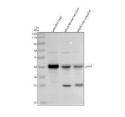 Zebrafish GNAT2 Antibody WB. Western blot analysis of zebrafish head tissue lysate (lane 1), whole female zebrafish tissue lysate (lane 2), and whole male zebrafish tissue lysate (lane 3) using Zebrafish GNAT2 Antibody / Cone Transducin Alpha Antibody demonstrates a prominent immunoreactive band at approximately 40 kDa, consistent with the predicted molecular weight of GNAT2. GNAT2 is a cone photoreceptor-specific G protein alpha subunit that functions in visual phototransduction by coupling activated cone opsins to downstream signaling pathways required for color vision and daylight vision. The observed expression pattern supports detection of GNAT2 in zebrafish tissues by western blot analysis. Additional lower molecular weight bands are present in some samples and may represent degradation products, alternatively processed forms, or nonspecific reactivity. Thirty micrograms of protein were loaded per lane under reducing conditions. Predicted molecular weight: approximately 40 kDa.