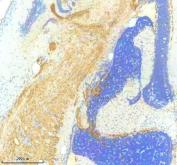 Zebrafish PDGFRA Antibody Brain IHC. Immunohistochemistry staining of paraffin-embedded zebrafish brain tissue using Zebrafish PDGFRA Antibody / PDGFR Alpha Antibody demonstrates widespread HRP-DAB brown staining within brain-associated cellular and stromal structures. The staining pattern is consistent with expression of PDGFRA, a receptor tyrosine kinase that mediates platelet-derived growth factor signaling and regulates cellular proliferation, migration, differentiation, and survival during vertebrate development. PDGFRA plays important roles in neural development, neural crest-derived cell biology, tissue morphogenesis, and growth factor-mediated signaling pathways that contribute to organization of the developing nervous system. HIER was performed using EDTA buffer prior to staining. Tissue sections were blocked with 10% goat serum and incubated with primary antibody at 2 ug/ml overnight at 4C before detection with peroxidase-conjugated goat anti-rabbit IgG and DAB chromogen.