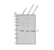 Zebrafish Cyclin B1 Antibody WB. Western blot analysis of zebrafish head (lane 1), whole female (lane 2), and whole male (lane 3) tissue lysates using Zebrafish Cyclin B1 Antibody / CCNB1 Antibody demonstrates a prominent immunoreactive band at approximately 40 kDa, consistent with expression of Cyclin B1. Cyclin B1 is a key regulator of cell cycle progression that forms an active complex with CDK1 to drive the transition from G2 phase into mitosis. As an essential component of the maturation-promoting factor (MPF) complex, Cyclin B1 controls chromosome condensation, spindle formation, and mitotic entry during cellular proliferation. The observed banding pattern across multiple zebrafish tissues supports endogenous expression of Cyclin B1 and is consistent with its role in regulating cell division and tissue growth. Primary antibody was used at 0.5 ug/ml.