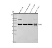 Zebrafish ALAS2 Antibody WB. Western blot analysis of zebrafish head (lane 1), whole female (lane 2), whole male (lane 3), and embryo (lane 4) tissue lysates using Zebrafish ALAS2 Antibody / Erythroid Differentiation Marker Antibody demonstrates a prominent immunoreactive band at approximately 50 kDa, consistent with expression of ALAS2. ALAS2 is an erythroid-specific enzyme that catalyzes the first and rate-limiting step of heme biosynthesis, making it essential for hemoglobin production and red blood cell development. Expression of ALAS2 is closely associated with erythroid lineage commitment and hematopoietic maturation. The observed band is consistent with the expected molecular weight of ALAS2, supporting detection of endogenous protein across multiple zebrafish tissue preparations. Primary antibody was used at 0.5 ug/ml. Predicted molecular weight: approximately 49 kDa. Observed molecular weight: approximately 50 kDa.