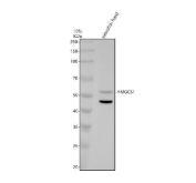 Zebrafish HMGCS1 Antibody Head WB. Western blot analysis of zebrafish head tissue lysate using Zebrafish HMGCS1 Antibody / HMG-CoA Synthase 1 Antibody. A distinct immunoreactive band is detected at approximately 53 kDa, corresponding closely to the expected molecular weight of HMGCS1. HMGCS1 is a key cytosolic enzyme of the mevalonate pathway that catalyzes the formation of HMG-CoA, an essential intermediate in cholesterol and isoprenoid biosynthesis. The detected band supports expression of endogenous HMGCS1 in zebrafish head tissue and demonstrates the utility of this antibody for western blot analysis. Electrophoresis was performed on a 10% SDS-PAGE gel under reducing conditions using zebrafish head lysate. Membranes were blocked with 5% non-fat milk/TBS and incubated with rabbit anti-HMGCS1 antibody at 0.5 ug/ml overnight at 4Â°C, followed by goat anti-rabbit IgG-HRP secondary antibody and ECL detection using the Tanon 5200 imaging system. Predicted molecular weight: ~58 kDa. Observed molecular weight: ~53 kDa.
