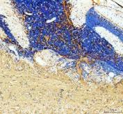 Zebrafish P0 Antibody Brain IHC. Immunohistochemical analysis of paraffin-embedded zebrafish brain tissue using Zebrafish P0 Antibody / MPZ Antibody demonstrates prominent HRP-DAB brown staining within neural tissue structures and fiber-rich regions of the brain. The staining pattern is consistent with expression of P0 (Myelin Protein Zero), a major structural component of myelin that is essential for myelin sheath formation, axonal insulation, and maintenance of normal nerve conduction. Positive immunoreactivity highlights regions associated with myelinated neural pathways and supports the role of MPZ in nervous system development and myelin organization. Heat-induced antigen retrieval was performed in EDTA buffer. Tissue sections were blocked with 10% goat serum and incubated with P0/MPZ antibody (2 ug/ml) overnight at 4Â°C, followed by Peroxidase Conjugated Goat Anti-rabbit IgG and DAB chromogen detection.