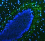Zebrafish P0 Antibody Myelinated Fiber IF. P0, encoded by the zebrafish mpz gene, was detected in a paraffin-embedded section of adult zebrafish brain tissue. Heat induced antigen retrieval was performed in pH 8.0 EDTA buffer prior to overnight incubation with Zebrafish P0 Antibody (5 ug/mL) at 4Â°C, followed by Fluoro488-conjugated secondary antibody. DAPI (blue) was used as a nuclear counterstain. Green fluorescence highlights P0-positive myelinated fiber tracts surrounding the brain parenchyma, consistent with the expected distribution of myelin protein zero. These results support the use of Zebrafish P0 Antibody for investigating mpz, peripheral myelin formation and nervous system development.
