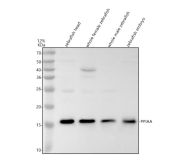 Zebrafish PPIA Antibody WB. Western blot analysis of PPIAA / Cyclophilin A using anti-PPIAA antibody demonstrates a distinct immunoreactive band at approximately 17 kDa in zebrafish head, whole female, whole male, and embryo tissue lysates, consistent with the expected molecular weight of PPIA, the zebrafish ortholog of human Peptidylprolyl Isomerase A. PPIA, also known as Cyclophilin A, is a ubiquitously expressed protein that functions in protein folding, intracellular trafficking, and cellular stress responses through its peptidyl-prolyl cis-trans isomerase activity. The observed expression across adult and embryonic samples is consistent with the broad physiologic role of PPIA in maintaining protein homeostasis and supporting normal cellular function. Western blot was performed using 0.5 ug/ml primary antibody. Predicted molecular weight: ~17 kDa.