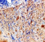 Zebrafish FZD3 Antibody Brain IHC. Immunohistochemical analysis of FZD3A expression in paraffin-embedded zebrafish brain tissue using Zebrafish FZD3 Antibody / Frizzled 3 Antibody. Specific staining is observed within neural tissue, consistent with the known role of FZD3A in Wnt signaling and nervous system development. Heat-mediated antigen retrieval was performed in EDTA buffer prior to staining. Sections were blocked with 10% goat serum and incubated overnight at 4Â°C with rabbit anti-FZD3A antibody (2 ug/ml). Detection was performed using a peroxidase-conjugated goat anti-rabbit IgG secondary antibody followed by DAB chromogen development.