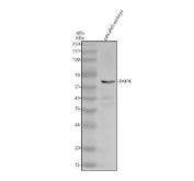 Zebrafish DMPK Antibody Embryo WB. Western blot analysis of zebrafish embryo tissue lysate using Zebrafish DMPK Antibody / Myotonic Dystrophy Protein Kinase Antibody demonstrates a distinct immunoreactive band at approximately 67 kDa, consistent with the expected molecular weight of DMPK. DMPK is a serine/threonine protein kinase involved in muscle development, cytoskeletal organization, and intracellular signaling pathways that regulate cellular architecture and contractile tissue function. The observed banding pattern is consistent with endogenous DMPK expression in zebrafish embryonic tissue and supports the utility of this antibody for western blot detection of DMPK.