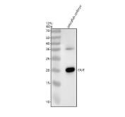 Zebrafish DUT Antibody WB. Western blot analysis of DUT using anti-DUT antibody demonstrates a distinct immunoreactive band at approximately 20 kDa in zebrafish embryo lysate, consistent with the expected molecular weight of dUTP Pyrophosphatase (DUT). DUT is a nucleotide metabolism enzyme that hydrolyzes dUTP to dUMP, thereby preventing inappropriate uracil incorporation into DNA and supporting maintenance of genomic integrity during DNA replication. The observed expression in zebrafish embryo tissue is consistent with the essential role of DUT in nucleotide pool regulation, genome maintenance, and normal vertebrate development. Western blot was performed using 0.5 ug/ml primary antibody. Predicted molecular weight: ~20 kDa.