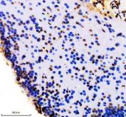 Zebrafish FOXD1 Antibody Brain IHC. Immunohistochemistry staining of paraffin-embedded zebrafish brain tissue using FOXD1 antibody demonstrates prominent nuclear staining within neural cell populations, consistent with expression of Forkhead Box Protein D1 (FOXD1). FOXD1 is a developmental transcription factor that regulates gene expression programs involved in tissue patterning, cellular differentiation, and regional specification during vertebrate development. The observed nuclear localization is consistent with the role of FOXD1 as a DNA-binding transcriptional regulator and supports its involvement in developmental processes governing nervous system organization and maturation. Heat-mediated antigen retrieval was performed in EDTA buffer. Tissue sections were stained with 2 ug/ml primary antibody and visualized using DAB chromogen.