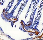 Zebrafish COL10A1 Antibody Gill IHC. Immunohistochemistry staining of paraffin-embedded zebrafish gill tissue using COL10A1 antibody demonstrates prominent staining within extracellular matrix-rich structural elements of the gill apparatus, consistent with expression of Collagen Type X Alpha 1a (COL10A1A). COL10A1A is a structural extracellular matrix protein that contributes to cartilage maturation, matrix organization, and skeletal development. The observed staining pattern within supportive gill structures is consistent with the established role of type X collagen family members in maintaining specialized extracellular matrix environments and supporting tissue architecture during vertebrate development. Heat-mediated antigen retrieval was performed in EDTA buffer. Tissue sections were stained with 2 ug/ml primary antibody and visualized using DAB chromogen.