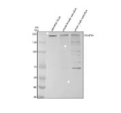 Zebrafish FANCM Antibody WB. Western blot analysis of FANCM using anti-FANCM antibody demonstrates a prominent immunoreactive band at approximately 229-232 kDa in zebrafish head, whole female, and whole male tissue lysates, consistent with the expected molecular weight of Fanconi Anemia Complementation Group M Protein (FANCM). FANCM is a DNA repair factor that functions within the Fanconi anemia pathway to maintain genome stability, coordinate responses to replication stress, and preserve chromosome integrity during cellular proliferation. The observed expression across multiple zebrafish tissues is consistent with the fundamental role of FANCM in genome maintenance and DNA damage response pathways required for normal vertebrate development and cellular homeostasis. Western blot was performed using 0.5 ug/ml primary antibody. Predicted molecular weight: ~229 kDa.