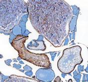 Zebrafish GDF9 Antibody Ovary IHC. Immunohistochemical analysis of GDF9 expression using anti-GDF9 antibody in paraffin embedded zebrafish ovary tissue. GDF9, also known as Growth Differentiation Factor 9, is an oocyte derived member of the transforming growth factor beta superfamily that regulates folliculogenesis and female fertility. Prominent staining is observed in developing ovarian follicles and oocyte associated structures, consistent with the established role of GDF9 in coordinating communication between oocytes and surrounding follicular cells. Heat mediated antigen retrieval was performed in EDTA buffer prior to staining. Sections were blocked with 10 percent goat serum and incubated with GDF9 antibody at 2 ug/ml overnight at 4 degrees Celsius. Detection was achieved using a peroxidase conjugated goat anti rabbit IgG secondary antibody and DAB chromogen. These results support the utility of Zebrafish GDF9 Antibody for studies of oogenesis, ovarian development, and reproductive biology.