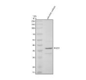 Zebrafish RAD51 Antibody Embryo WB. Western blot analysis of RAD51 expression using anti-RAD51 antibody. RAD51, also known as RAD51 Recombinase, is a key mediator of homologous recombination and DNA double strand break repair that maintains genomic stability during development. Lane 1: zebrafish embryo tissue lysate. A specific band was detected at approximately 38 kDa. Although the predicted molecular weight of RAD51 is approximately 26 kDa, slower migration has been reported and may reflect post translational modifications, oligomerization, or species specific differences in electrophoretic mobility. These results demonstrate expression of RAD51 in zebrafish embryos and support the utility of this antibody for studies of DNA repair, genome maintenance, and developmental biology.