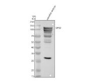 Zebrafish DPYD Antibody WB. Western blot analysis of DPYD using anti-DPYD antibody. Electrophoresis was performed on a 10% SDS-PAGE gel for 2 hours. The sample well of each lane was loaded with 30 ug of sample under reducing conditions. Lane 4: zebrafish embryo tissue lysates. After electrophoresis, proteins were transferred to a nitrocellulose membrane at 150 mA for 50-90 minutes. Blocked the membrane with 5% non-fat milk/TBS for 1.5 hour at RT. The membrane was incubated with rabbit anti-DPYD antigen antibody at 0.5 ug/ml overnight at 4oC, then washed with TBS-0.1%Tween 3 times with 5 minutes each and probed with a goat anti-rabbit IgG-HRP secondary antibody at a dilution of 1:5000 for 1.5 hour at RT. The signal is developed using an ECL Plus WB. Western blotting Substrate with Tanon 5200 system. A specific band was detected for DPYD at approximately 111 kDa. The expected band size for DPYD is at 111 kDa.