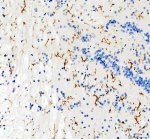 Zebrafish LCP1 Antibody Zebrafish Brain IHC. Zebrafish LCP1 Antibody was used for immunohistochemical staining of paraffin-embedded zebrafish brain tissue. Heat-induced epitope retrieval was performed in pH 8 EDTA buffer before incubation with the primary antibody at 2 ug/ml, followed by HRP-conjugated secondary antibody and DAB visualization. Distinct LCP1-positive cells with branched, microglia-like morphology are observed throughout the brain parenchyma, consistent with the expression of L-Plastin in resident immune cells of the central nervous system. This Zebrafish LCP1 Antibody, an L-Plastin Antibody, is well suited for investigating zebrafish microglia, neuroimmune interactions, leukocyte biology, and inflammatory responses.