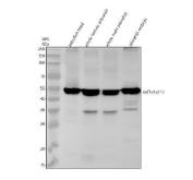 Zebrafish eEF1A Antibody WB. Western blot analysis of EEF1A1A/1B using anti-EEF1A antibody. Electrophoresis was performed on a 10% SDS-PAGE gel for 2 hours. The sample well of each lane was loaded with 30 ug of sample under reducing conditions. Lane 1: zebrafish head tissue lysates, Lane 2: whole female zebrafish tissue lysates, Lane 3: whole male zebrafish tissue lysates, Lane 4: zebrafish embryo tissue lysates. After electrophoresis, proteins were transferred to a nitrocellulose membrane at 150 mA for 50-90 minutes. Blocked the membrane with 5% non-fat milk/TBS for 1.5 hour at RT. The membrane was incubated with rabbit anti-EEF1A1A/1B antigen antibody at 0.5 ug/ml overnight at 4oC, then washed with TBS-0.1%Tween 3 times with 5 minutes each and probed with a goat anti-rabbit IgG-HRP secondary antibody at a dilution of 1:5000 for 1.5 hour at RT. The signal is developed using an ECL Plus WB. Western blotting Substrate with Tanon 5200 system. A specific band was detected for EEF1A1A/1B at approximately 50 kDa. The expected band size for EEF1A1A/1B is at 50 kDa.
