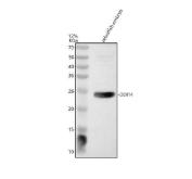 Zebrafish DDIT4 Antibody WB. Western blot analysis of DDIT4 using anti-DDIT4 antibody. Electrophoresis was performed on a 12% SDS-PAGE gel for 2 hours. The sample well of each lane was loaded with 30 ug of sample under reducing conditions. Lane 1: zebrafish embryo tissue lysates. After electrophoresis, proteins were transferred to a nitrocellulose membrane at 150 mA for 50-90 minutes. Blocked the membrane with 5% non-fat milk/TBS for 1.5 hour at RT. The membrane was incubated with rabbit anti-DDIT4 antigen antibody at 0.5 ug/ml overnight at 4oC, then washed with TBS-0.1%Tween 3 times with 5 minutes each and probed with a goat anti-rabbit IgG-HRP secondary antibody at a dilution of 1:5000 for 1.5 hour at RT. The signal is developed using an ECL Plus WB. Western blotting Substrate with Tanon 5200 system. A specific band was detected for DDIT4 at approximately 24 kDa. The expected band size for DDIT4 is at 24 kDa.
