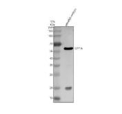 Zebrafish CYP1A Antibody WB. Western blot analysis of CYP1A expression was performed using anti-CYP1A antibody. Lane 1: zebrafish embryo tissue lysate. CYP1A is a heme-containing cytochrome P450 monooxygenase that catalyzes Phase I xenobiotic metabolism and serves as a major downstream target of aryl hydrocarbon receptor (AHR) signaling. A specific immunoreactive band is detected at approximately 58 kDa, consistent with the expected molecular weight of CYP1A. The strong expression observed in zebrafish embryos supports the established role of CYP1A in developmental toxicology, chemical metabolism, and environmental response pathways. These results demonstrate the utility of Zebrafish CYP1A Antibody for studies of xenobiotic metabolism, AHR signaling, environmental toxicology, and drug metabolism.