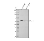Zebrafish THRA Antibody / Thyroid Hormone Receptor Alpha A Antibody Zebrafish Head and Embryo WB. Western blot analysis of zebrafish head and embryo tissue lysates using Zebrafish THRA Antibody / Thyroid Hormone Receptor Alpha A Antibody. A distinct immunoreactive band is detected at approximately 52 kDa in both samples, consistent with expression of zebrafish THRAA. The observed molecular weight is in close agreement with the predicted size of approximately 49 kDa, supporting specific detection of the target protein. Proteins were separated under reducing conditions, transferred to a nitrocellulose membrane, and detected following incubation with the primary antibody (0.5 ug/ml) and an HRP-conjugated goat anti-rabbit secondary antibody using ECL detection.