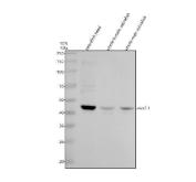 Zebrafish NKX2.1 Antibody / Thyroid Transcription Factor 1 Antibody Zebrafish Head, Female and Male WB. Western blot analysis of zebrafish head, whole female, and whole male tissue lysates using Zebrafish NKX2.1 Antibody / Thyroid Transcription Factor 1 Antibody. A distinct immunoreactive band is detected at approximately 42 kDa in all three samples, consistent with expression of NKX2.1. The observed molecular weight is close to the predicted size of approximately 38 kDa, supporting specific detection of the target protein. Proteins were separated under reducing conditions, transferred to a nitrocellulose membrane, and detected following incubation with the primary antibody (0.5 ug/ml) and an HRP-conjugated goat anti-rabbit secondary antibody using ECL detection.