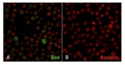Immunofluorescent staining of fixed human Jurkat cells with Bax antibody (clone 2D2, green) and NucSpot nuclear stain (red).