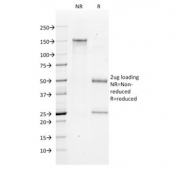 SDS-PAGE analysis of purified, BSA-free Bax antibody (clone 2D2) as confirmation of integrity and purity.