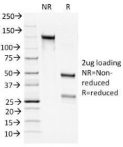 SDS-PAGE Analysis of Purified, BSA-Free Bcl2 Antibody cocktail (100/D5 + 124). Confirmation of Integrity and Purity of the Antibody.