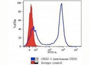CD5 Antibody Clone CRIS-1. Flow cytometry analysis of CD5 antibody staining in human peripheral blood mononuclear (PBM) cells using an immune checkpoint-associated marker antibody. The histogram shows a clear rightward shift of the CD5-positive population (blue) compared to the isotype control (red), indicating strong and specific cell surface detection of CD5 on lymphocytes. The distinct separation of positive and negative populations supports reliable identification of CD5-expressing T cells and reflects the role of CD5 in regulating immune signaling thresholds and checkpoint-associated immune control.
