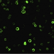CD8A Antibody for IF. Immunofluorescence analysis of CD8 alpha (CD8A) in human PBMC showing strong membrane-associated green fluorescence in cytotoxic T lymphocytes, consistent with cell surface localization and enabling visualization of CD8-positive immune cell populations within heterogeneous peripheral blood mononuclear cell samples (clone C8/468).