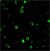 CD8A Antibody Human PBMC IF. Immunofluorescence analysis of CD8 alpha (CD8A) in human PBMC using the unlabeled CD8A antibody with CF488-conjugated secondary antibody shows strong membrane-associated green fluorescence in cytotoxic T lymphocytes, consistent with cell surface localization and enabling clear identification of CD8-positive immune cell populations within heterogeneous samples (clone C8/468). A directly labeled CD8A CF488 antibody would provide similar membrane staining while eliminating the need for a secondary antibody, reducing assay time and minimizing non-specific background. This direct format is particularly advantageous for multiplex fluorescence experiments where avoiding secondary antibody cross-reactivity improves signal clarity and panel design.