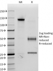 SDS-PAGE Analysis of Purified, BSA-Free CD34 Antibody for FACS / Leukemia Stem Cell Marker Antibody (clone ICO-115). Confirmation of Integrity and Purity of the Antibody.
