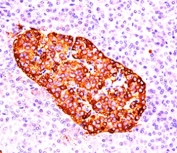 Chromogranin A Antibody Pancreas IHC. Immunohistochemistry testing of pancreas stained with Chromogranin A antibody (clone CGA/414).