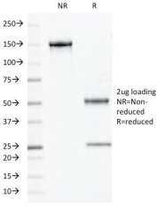 SDS-PAGE Analysis of Purified, BSA-Free Chromogranin A Antibody (clone PHE5). Confirmation of Integrity and Purity of the Antibody.