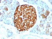 Chromogranin A Antibody Clone LK2H10 Mouse Pancreas Tissue IHC. Immunohistochemistry staining of FFPE mouse pancreas tissue with Chromogranin A antibody (clone LK2H10). HIER: boil tissue sections in pH 9 10mM Tris with 1mM EDTA for 20 min and allow to cool before testing.