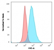 HER2 Antibody SK-BR3 High Expression FACS. Flow cytometry analysis of human SK-BR3 cells using HER2 Antibody shows a pronounced rightward fluorescence shift relative to isotype control, consistent with high-level surface expression of ErbB2 / HER2 in this HER2-amplified cell line, supporting its use for detecting elevated receptor density in cancer models.