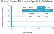 HER2/ErbB2 Antibody Microarray Validation. Analysis of HuProt(TM) microarray containing more than 19,000 full-length human proteins using HER2/ErbB2 antibody (clone HRB2/282). These results demonstrate the foremost specificity of the HRB2/282 mAb.Z- and S- score: The Z-score represents the strength of a signal that an antibody (in combination with a fluorescently-tagged anti-IgG secondary Ab) produces when binding to a particular protein on the HuProt(TM) array. Z-scores are described in units of standard deviations (SD's) above the mean value of all signals generated on that array. If the targets on the HuProt(TM) are arranged in descending order of the Z-score, the S-score is the difference (also in units of SD's) between the Z-scores. The S-score therefore represents the relative target specificity of an Ab to its intended target.
