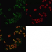 Estrogen Receptor alpha Antibody CF488 Conjugate IF. Immunofluorescent staining of methanol-fixed human MCF7 cells with Estrogen Receptor alpha Antibody CF488 conjugate (clone ER506, green) and Reddot nuclear stain (red).