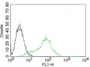 Ku70 + Ku80 CF488 Antibody for FACS / XRCC6 + XRCC5 Stable Green Fluorescence Flow Cytometry Antibody. Flow cytometry analysis of permeabilized human 293T cells using Ku70 + Ku80 antibody clone KU729. Cells were fixed and permeabilized to enable intracellular detection of the nuclear Ku heterodimer. The green histogram (CF488-conjugated Ku70 + Ku80 antibody) shows a clear rightward shift compared to the black histogram (cells alone) and gray histogram (isotype control), indicating specific detection of XRCC6/XRCC5. The signal demonstrates low background and clean separation of positive populations, consistent with the stable fluorescence and reproducible performance of the CF488 conjugate across flow cytometry experiments.