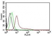 Ku70 + Ku80 PE Antibody for FACS / XRCC6 + XRCC5 High-Sensitivity Flow Cytometry Antibody. Flow cytometry analysis of human K562 cells using Ku70 + Ku80 antibody clone KU729. Cells were fixed and permeabilized to enable intracellular detection of the nuclear Ku heterodimer. The red histogram (PE-conjugated Ku70 + Ku80 antibody) demonstrates a strong rightward shift compared to the black histogram (cells alone) and green histogram (isotype control), indicating high-intensity specific staining of XRCC6/XRCC5. The enhanced signal separation highlights the increased fluorescence output of the PE conjugate, enabling sensitive detection of intracellular Ku70 and Ku80 with low background and clear population resolution.