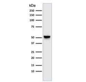 Western blot testing of human brain lysate GFAP antibody (clone GA-5). Predicted molecular weight ~50 kDa.