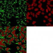 Immunofluorescent staining of methanol-fixed human HeLa cells with HIF1 alpha antibody (green) and Reddot nuclear stain (red).